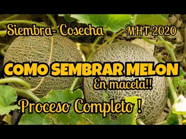 How to plant Melon in a pot - COMPLETE PROCESS