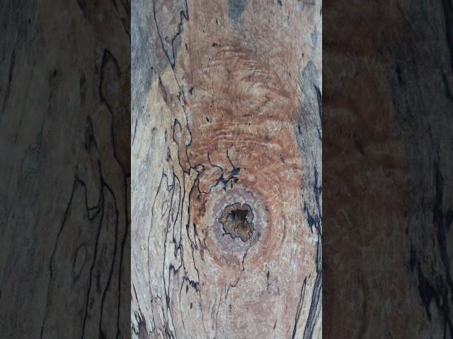 Pamlico Slab Lab: The Collection #Woodworking #liveedge #wood #exotic #art #nature #rare