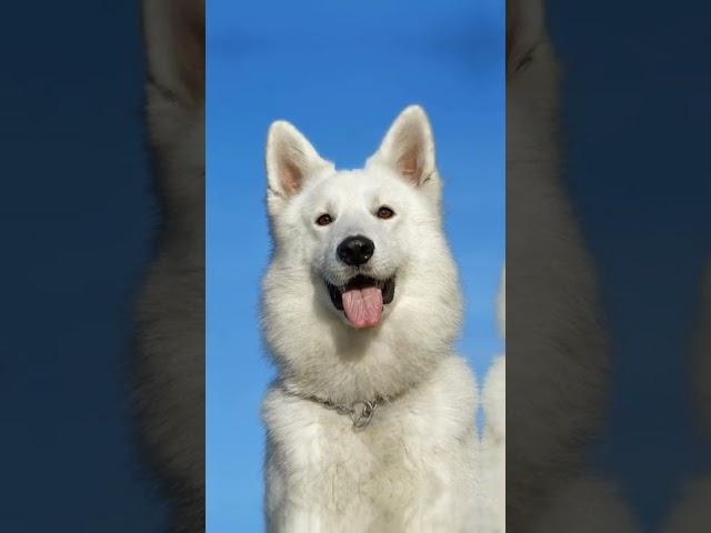 2022 Dog Vs 5000bce Dog  ShortZone  4k quality #shorts #viralshorts #fyp #short