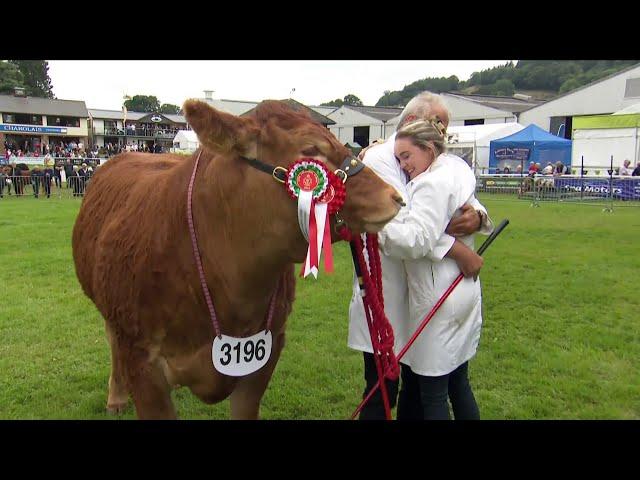 Pencampwriaeth Gwartheg Limousin | Limousin Cattle Championship