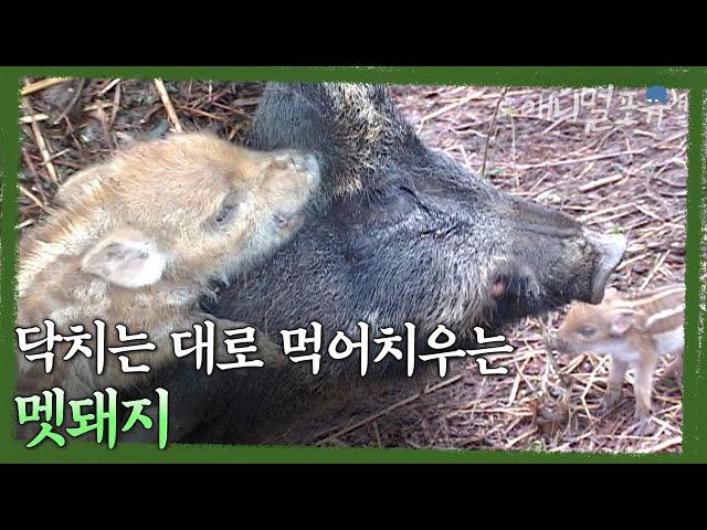 도태된 새끼는 어미가 처리해야 한다. 충격적이고 치열한 야생 멧돼지의 삶 | KBS 환경스페셜 040602 방송