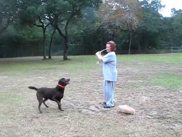 Dixie in the Dog Park