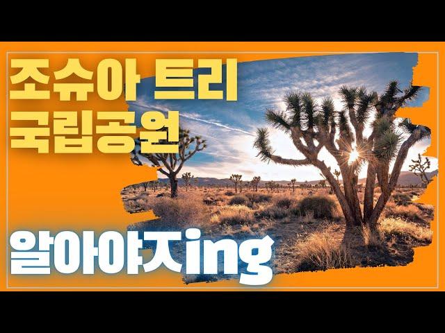 [미국오면] 조슈아 트리 국립공원 (Joshua Tree National Park) - 밤하늘의 별을 가장 아름답게 볼 수 있는 곳!