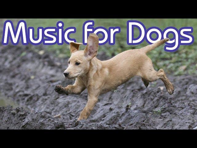 Calm Down My Dog! NEW Music to INSTANTLY Calm Your Dog! (2018)