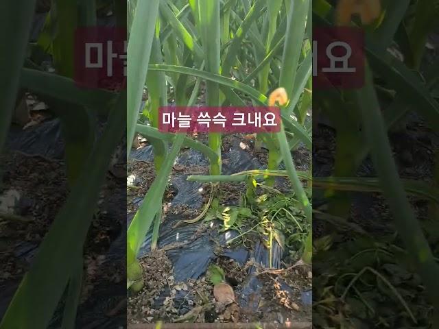농사는 짭밥이여#파주아재#마늘농사#마늘#풋마늘#박앵두