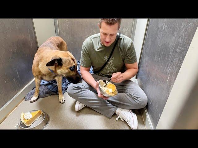 Sharing Thanksgiving with a Shelter Dog that was Drugged - Maybe Intentionally 