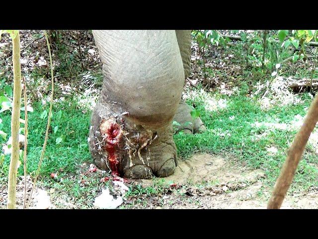 Humanity! Saving the life of Elephant by draining a pus oozing leg Abscess & giving proper treatment