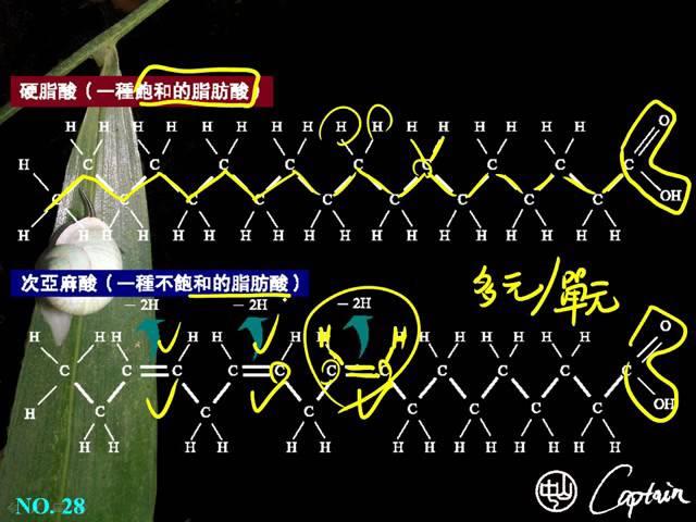 選修生物1 2 09脂質 飽和與不飽和脂肪酸二公