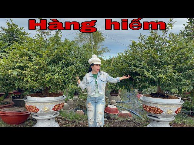 26/12/24 096 6979590 gặp Trinh  mai bonsai hàng sưu tầm