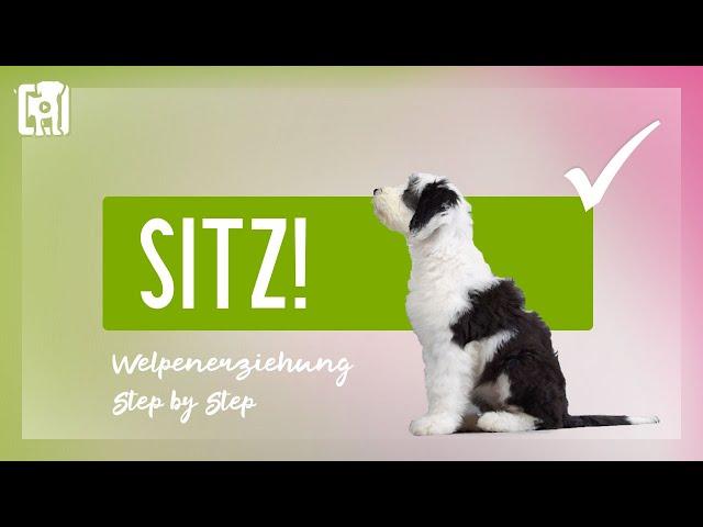 Welpen Sitz beibringen - Welpenerziehung Step by Step