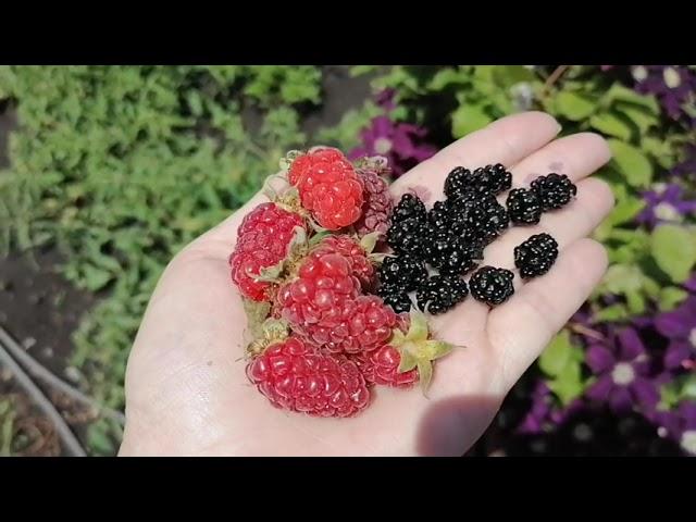 Деревенские будни со мной и пицца 