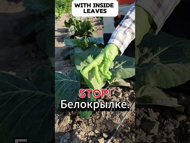 Капуста в опасности? Срочно делайте это!