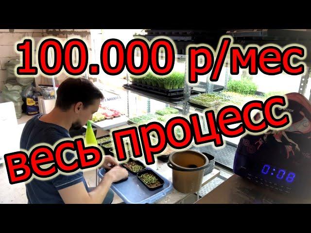 ВЕСЬ рабочий день за 7 минут  УСКОРЕННО! Бизнес на микрозелени