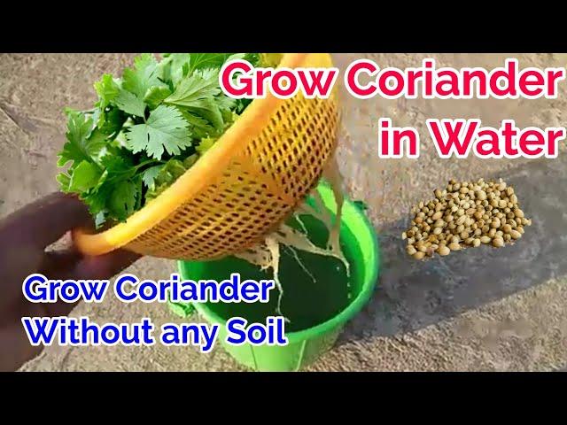 Grow Coriander Without Soil / Coriander only in water with Update / Coriander planting at home