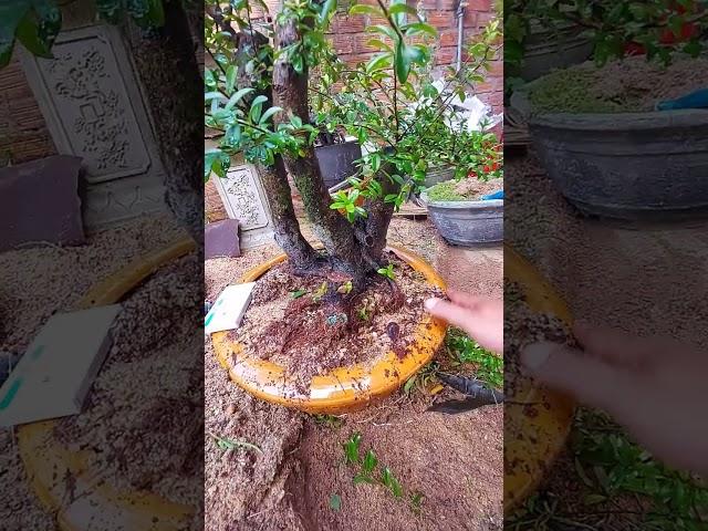 (10/3/2023) clip 225 bonsai hải châu ️️️️️ 0987180737