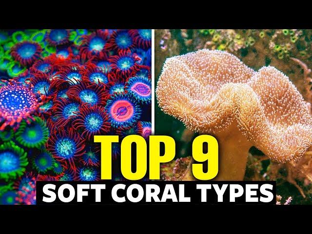 The 9 Best Soft Corals For Beginners 