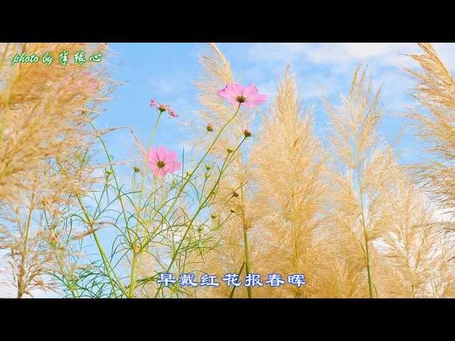 Me singing 芦花 Reed Catkins (cover: yuanyuan88) challenge soprano high C