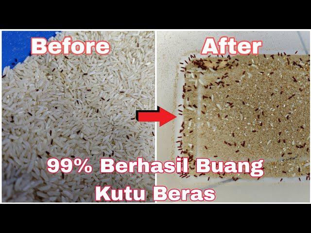 How To Remove Rice Weevil in rice | Cara Buang Kutu Beras Dari Beras | 100% berhasil