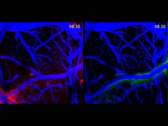 Brain Opens Up The Pipes During Sleep