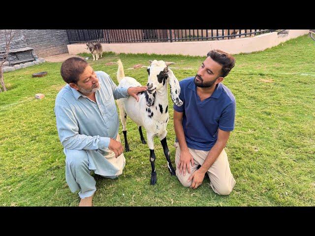 Uncle G Ka Qurbani Ka Bkra Beemar Hogea