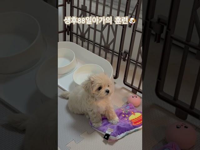 #말티푸 #강아지 #cute #토리의하루 #반려견 #강아지훈련