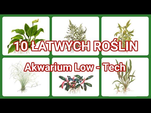 10 ŁATWYCH ROŚLIN do Akwarium Low - Tech