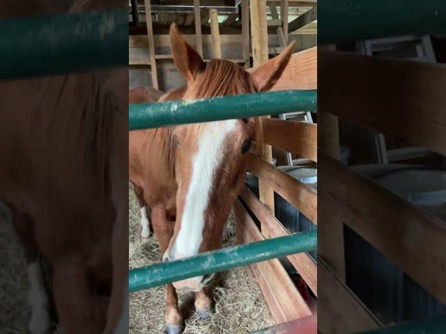 Horse Boarder Looking For Attention