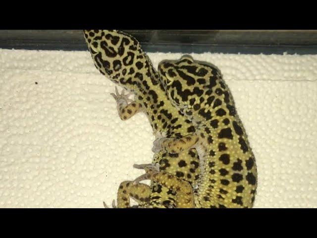 Leopard Geckos Breeding (BeastBoy Vs Pepper)