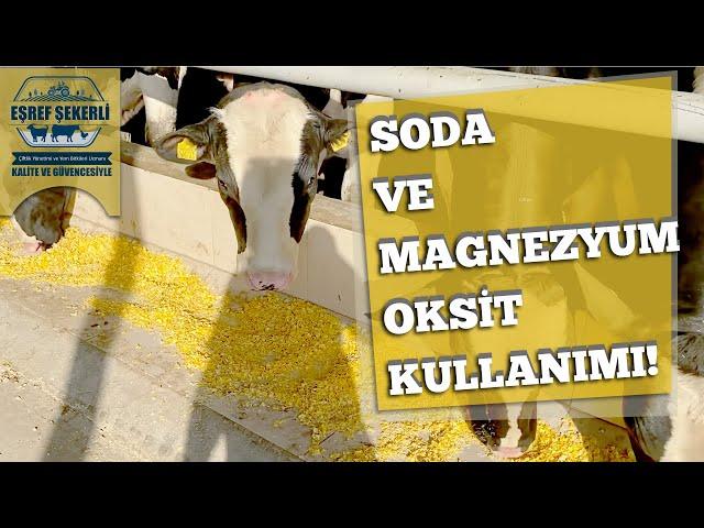 Besi Hayvanlarında Soda ve Magnezyum Oksit Kullanımı! #Besi #MagnezyumOksit