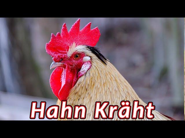 Hahn kräht  Der beste Weckruf für alle