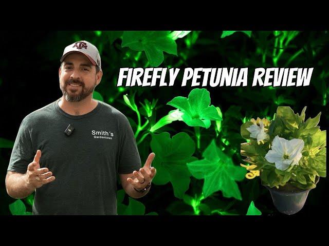 Firefly Petunia Review