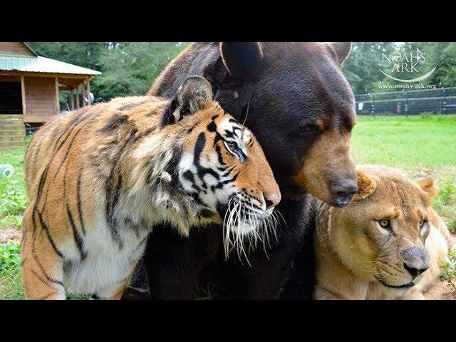 The Famous Animal BLT -  Baloo The Bear, Leo The Lion And Shere Khan The Bengal Tiger