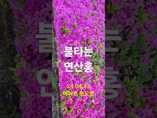 24.04.13.불타는 연산홍-김해장유 아파트에서