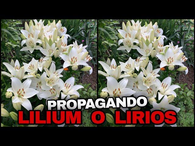 PROPAGANDO MUCHAS PLANTAS De LILIUM o AZUCENAS DESPUÉS DE LA FLORACIÓN