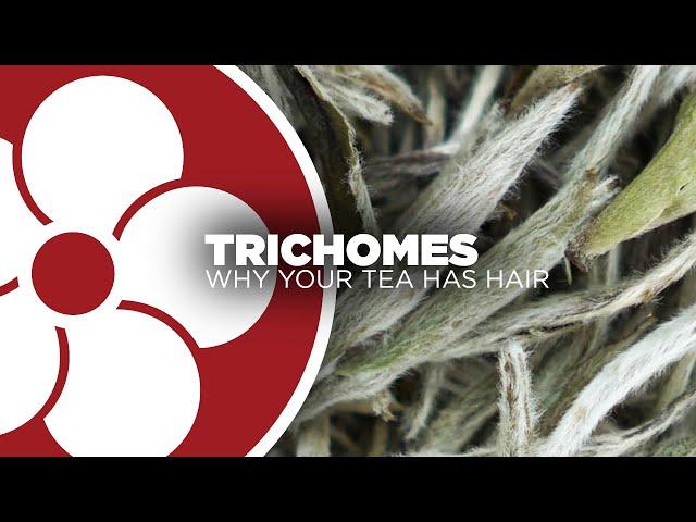 What are Trichomes?