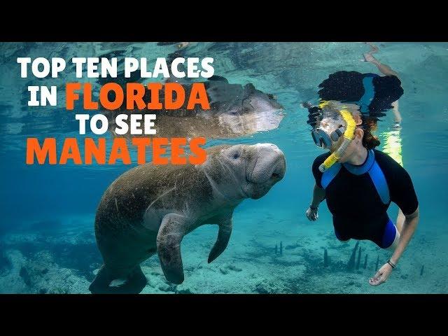 Top Ten places in Florida to see Manatees