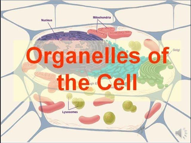 Organelles of the Cell