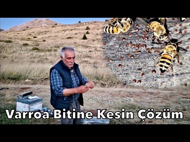 Varroa Mücadelesi / Arıcılık