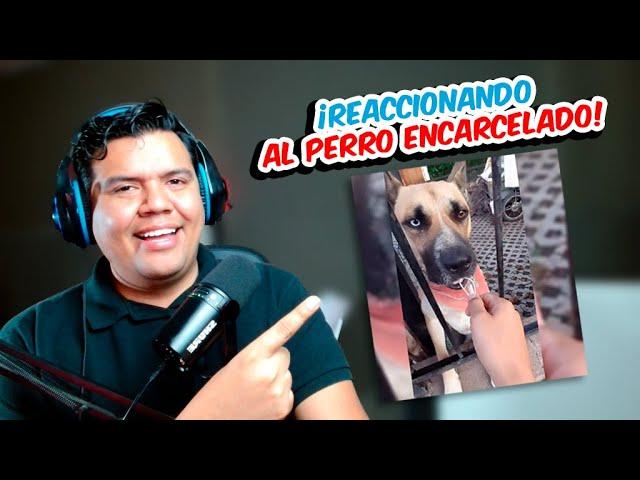 ¡No Creerás lo que Dice Este Perro en la Entrevista! 