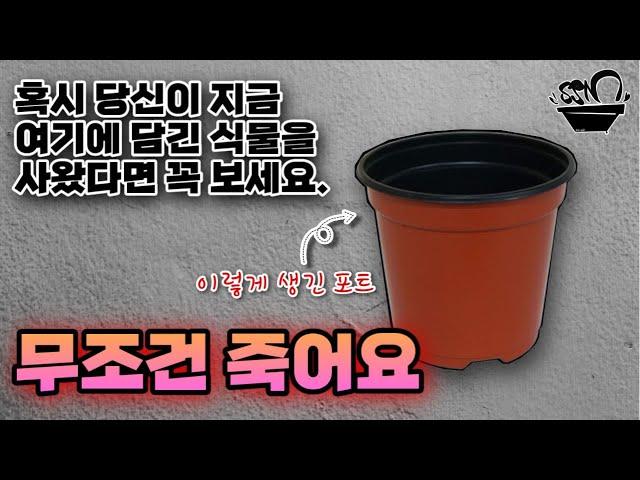 당신의 식물이 매번 약속한 듯이 석달 후에 죽는 이유 / 식소남 미카엘 SSN MIKAEL