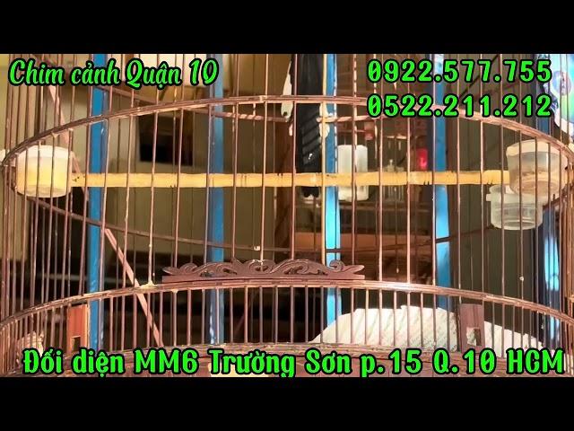 RIVIEW và Báo giá toàn bộ chim tại CH CCQ10