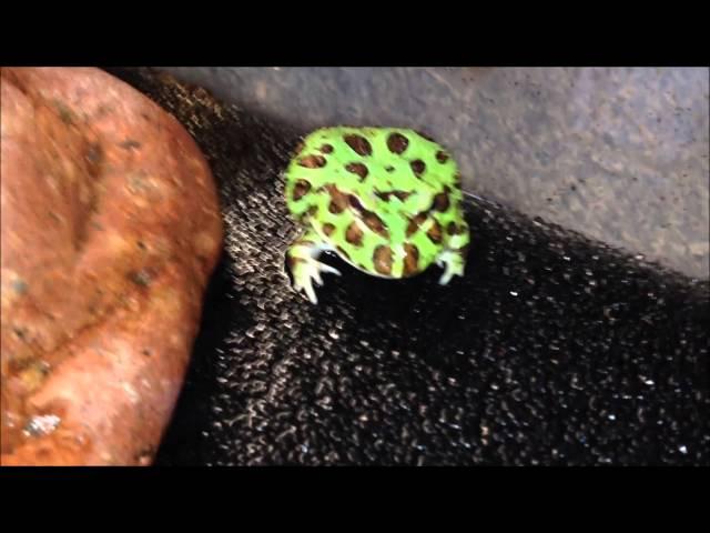 Ceratophrys cranwelli - GREEN-PHASE - by PACpedia (M&L Pacman Frogs)