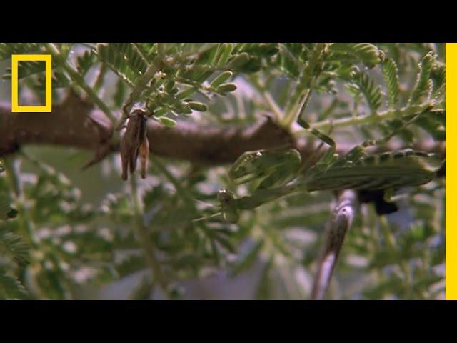 Praying Mantis vs. Grasshopper | National Geographic