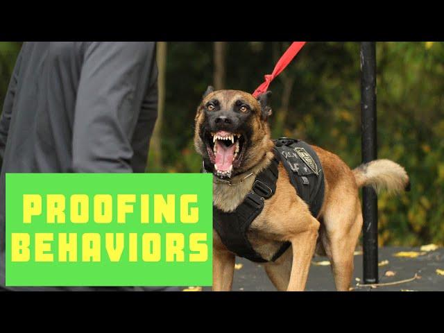 3 Things to Help Train Any Dog | Proofing | Grassroots K9