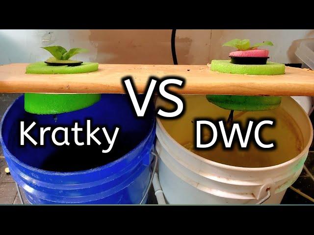 Kratky Vs DWC Hydroponics Competition- Which One Is Better?