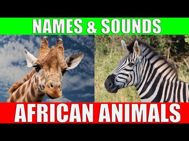 African Animals Names and Sounds for Kids to Learn | Learning African Animal Names for Children