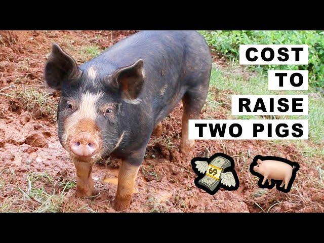 Cost to Raise 2 pigs on 1.5 Acres  