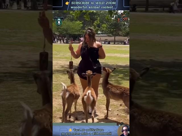 19 UNSEEN Animal Moments You MUST See!  WILD ZOOM  #animals #animalclips   #wildlife