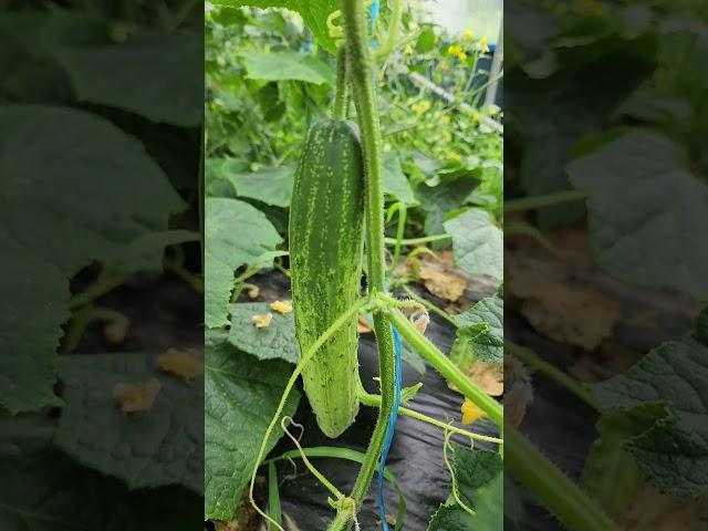 #자급자족 첫수확 수미감자도풍년  오이도상큼  애호박도 대박 로메인상추꽃 또예뻐요250616 Monday