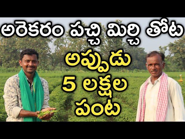 26 ఏండ్లుగా పచ్చి మిర్చి పండిస్తున్న | Green Chilli | రైతు బడి